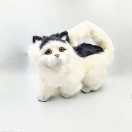 Кот Виталий 28*20