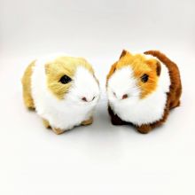 Морская свинка 13*8