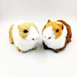 Морская свинка 13*8