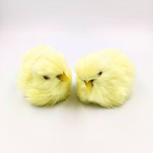 Цыплята суточные без музыки 8*6